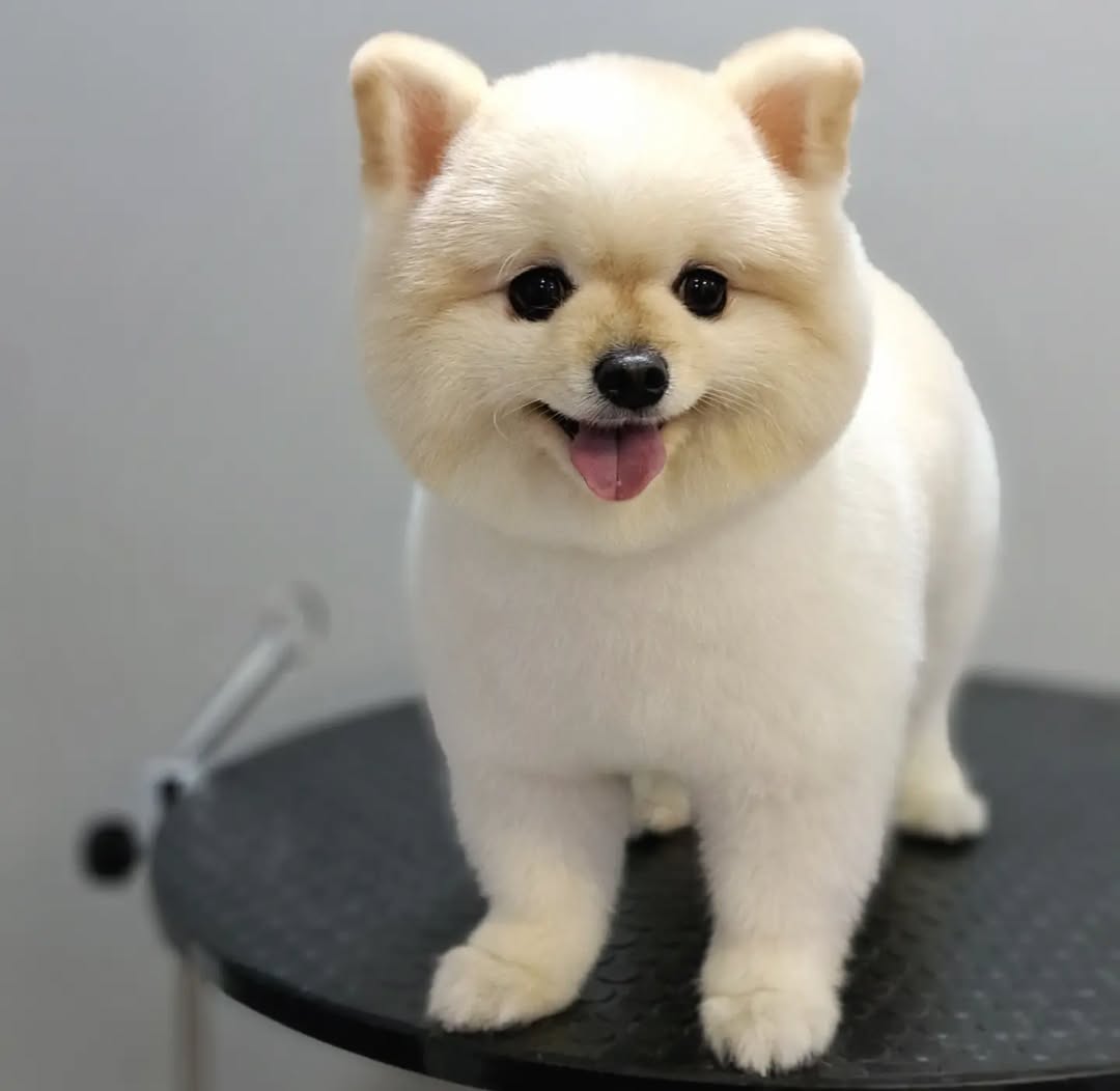 Dog Haircut Ideas
