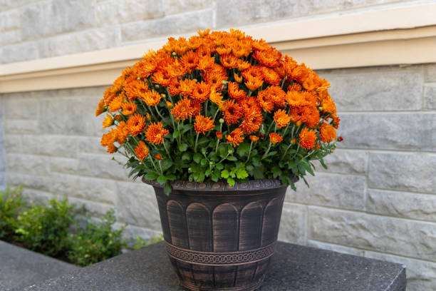 Flower Ideas For Fall In Front Yard